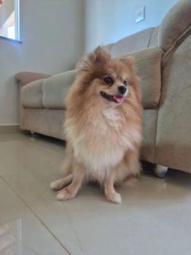 Linda Spitz  Alemão  adulta