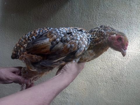 Galinha  caipira 