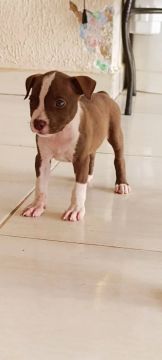 pit monster