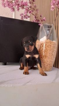 Filhote de Pinscher macho 55 dias