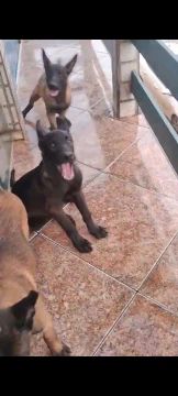 Ótima raça cão de guarda pastor belga malinois