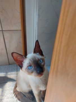 Gatinho Siamês com olhos azuis
