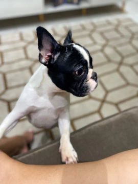 Bulldog Francês femea 