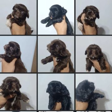 Filhotes Shih Tzu - Lindos e Brincalhões!