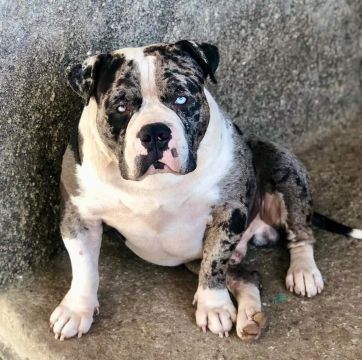 American Bully 