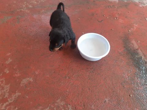 Vende