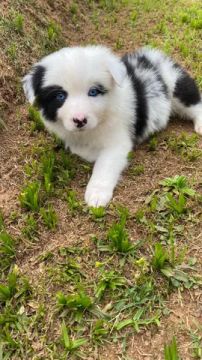 Border collie vacinados