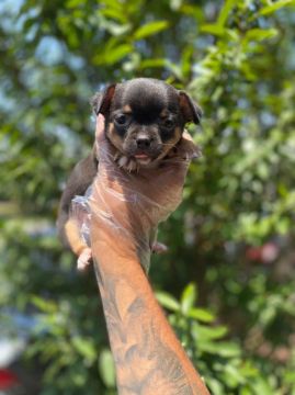 Carinho, bagunça e lambeijos garantidos - filhotes de  chihuahua