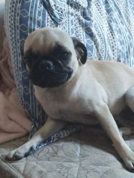 Promoção Pug Macho Puro, vacinado e vermifugado está em Cuiabá