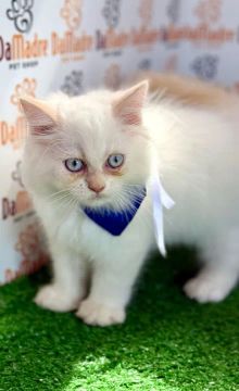 Gatinho Persa Branco Fofinho