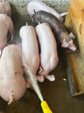Porcos para venda