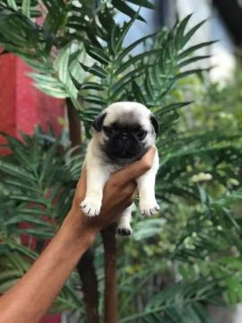 Lindos filhotes de Pug a pronta entrega, consulte!