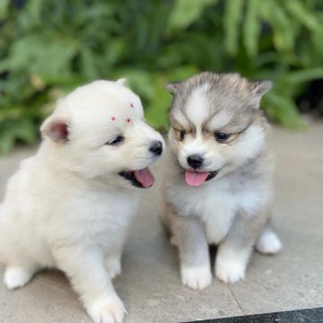 Spitz mini 