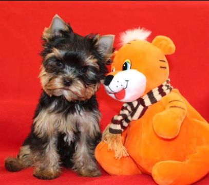 Yorkshire Terrier Fofo lindos 