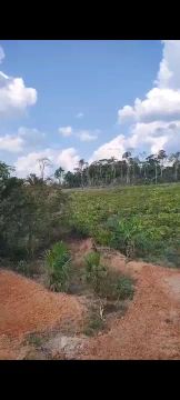 Sítio com plantação de café 