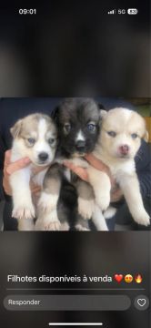 Filhos de husky siberiano com borde collie.