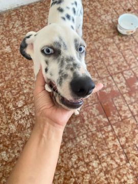 Dalmata