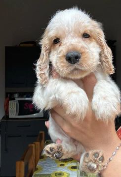 Cocker spaniel inglês disponível 