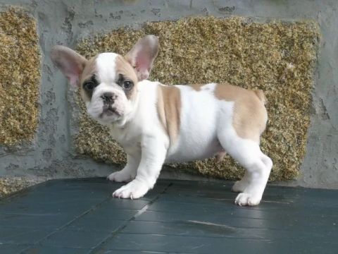 Bulldog Francês pirata/tigrado/fulvo/branco