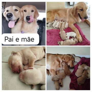 Vendo filhotes de Golden Retriever 