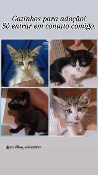 Gatinhos , filhotes para adoção. 