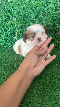 Filhote de Shih tzu machinho 