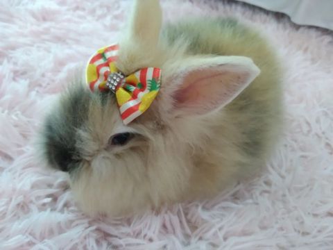 Filhotes coelhos Mini Teddy