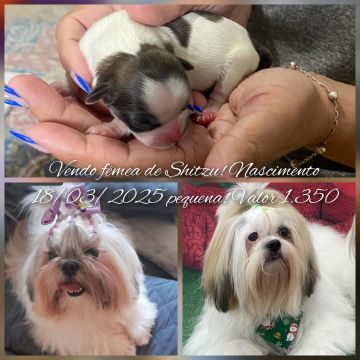 Filhote Shih Tzu Fêmea - Nascida em 18/03/2025
