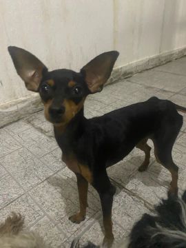 Troco Pinscher fêmea por Spitz 
