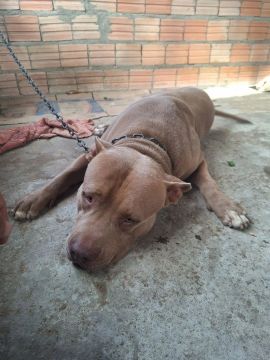 Pitbull pit monster