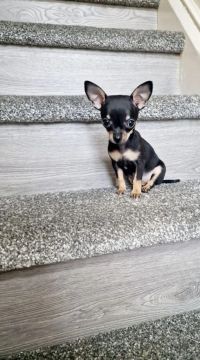 Pinscher pequeno no tamanho, gigante na personalidade 