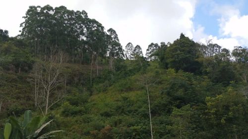 Sítio 37 hectares, 8 nascentes 