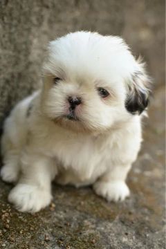 Lindo exemplar de Shihtzu 