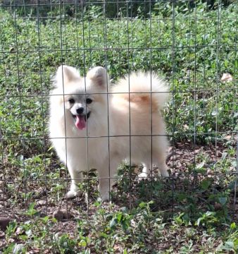 Última fêmea de Spitz Alemão anãozinha 
