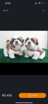 Lindíssimos filhotes de Shihtzu mini 