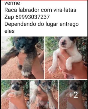 Doação de cachorrinhos