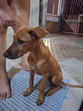 Filhote de Cachorro SRD caramelo fêmea para doação 