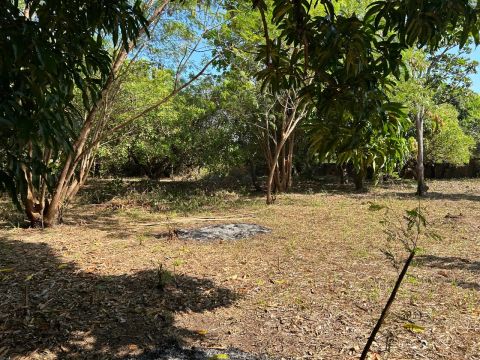 Vendo Sítio em Panaquatira a poucos kms da Praia com meio hectare.