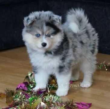 Filhotes Pomsky - Temos Machos e Fêmeas !!