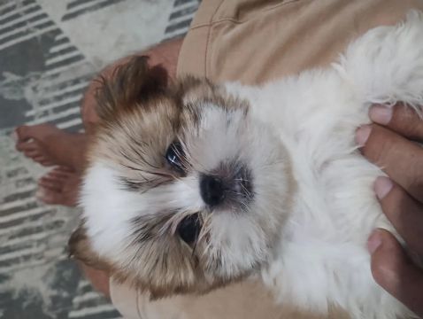 Filhote Shih Tzu
