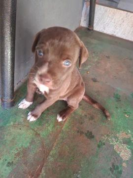 Filhote de Pitbull