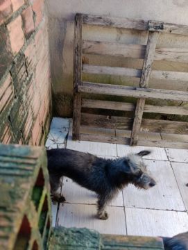 Cachorro SRD disponível para adoção