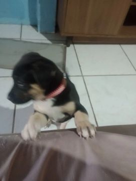 Filhote de cachorro