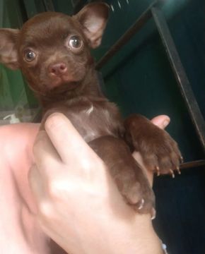 Promoção Chihuahua Fêmea Com Cor Rara Chocolate Com Pedigree CBKC na Mão Com Todas Vacinas