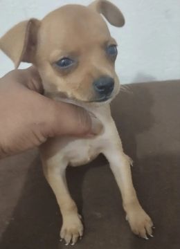 Filhote de pinscher fêmea n° 1