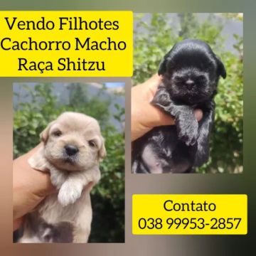 Filhotes de Cachorro Shitzu Machos