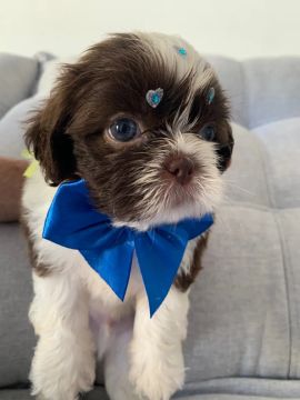 Filhote Shih Tzu - Fofinho e Carinhoso