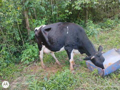 Vaca leiteira Holandesa - Preço especial!