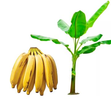 Mudas de bananeira prontas para o plantio