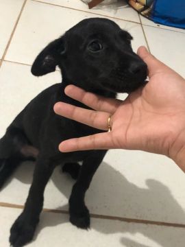 Filhote de cachorro preto